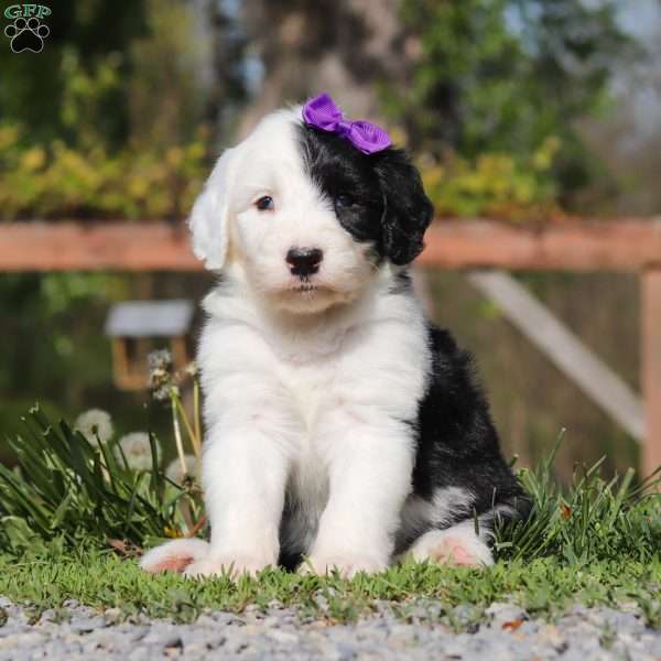 Daisy, Sheepadoodle Puppy